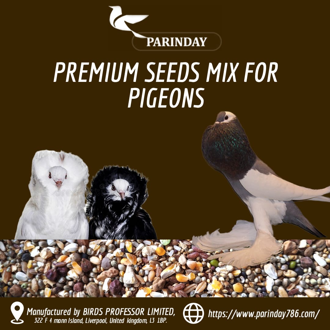 Premium Quality Kabootar MIX