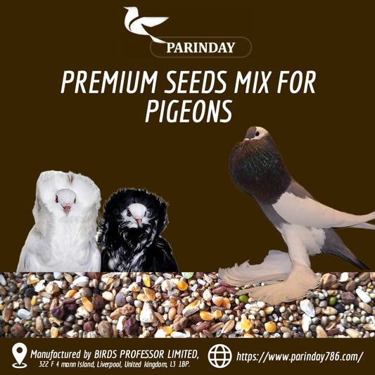 Premium Quality Kabootar MIX