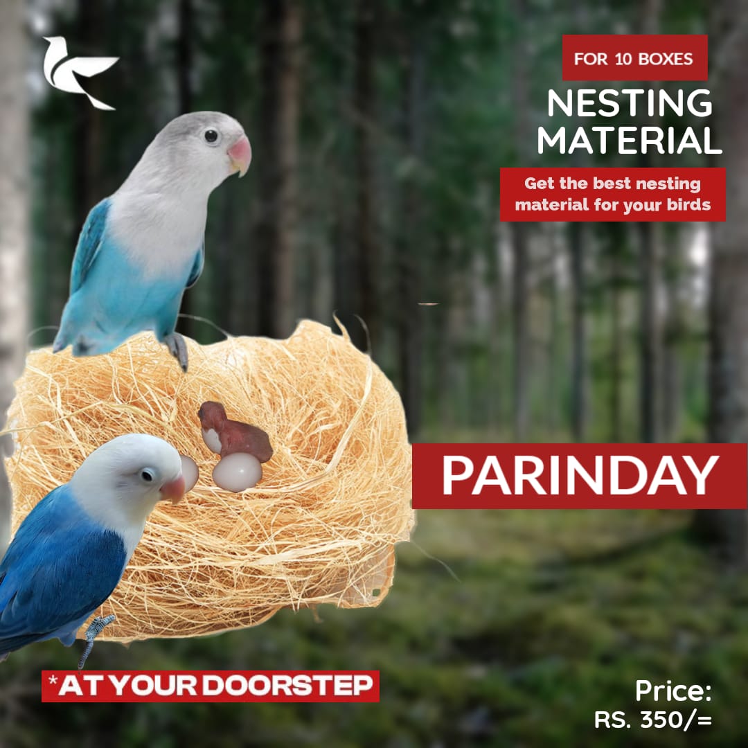 Best Nesting Material For Budgies | informacionpublica.svet.gob.gt